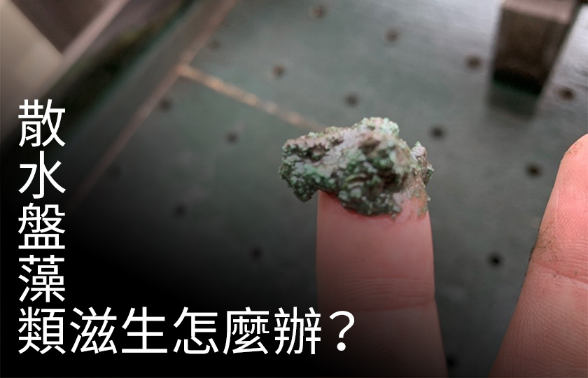 散水盤藻類滋生怎麼辦。找開廣就對了！